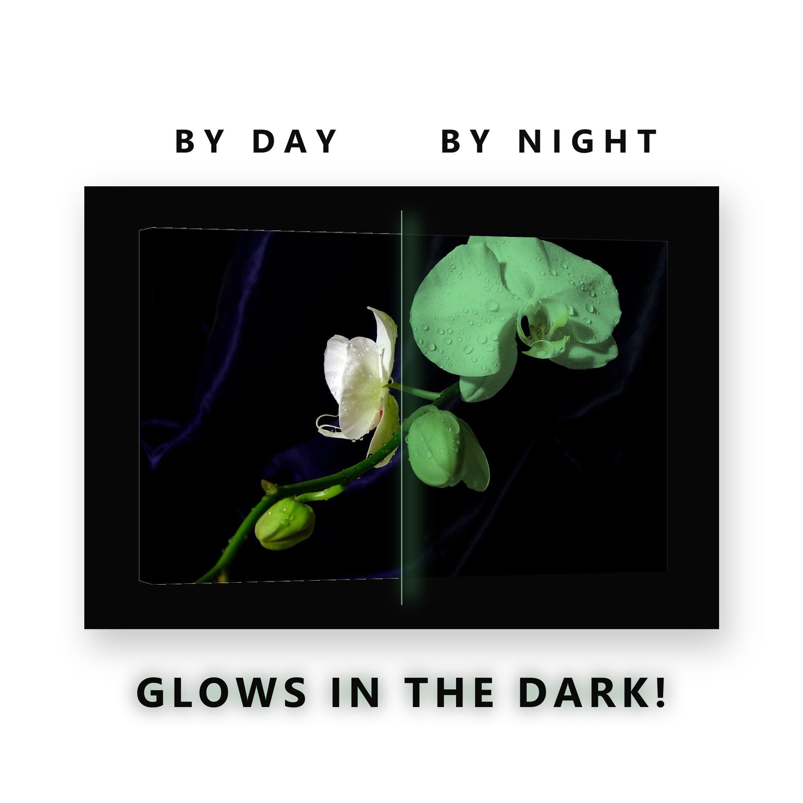 White Orchid on Blue Velvet Glow in the Dark Canvas Wall Art Bedroom, glowing at night
