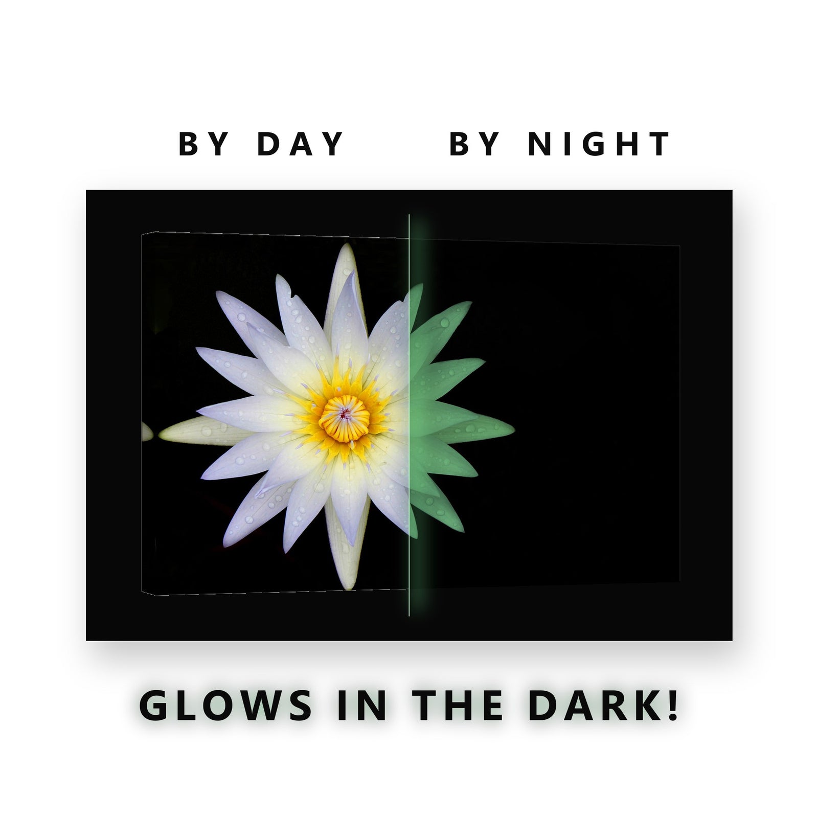 White Star Water Lily Glow in the Dark Canvas Wall Art for Bathroom, glowing at night