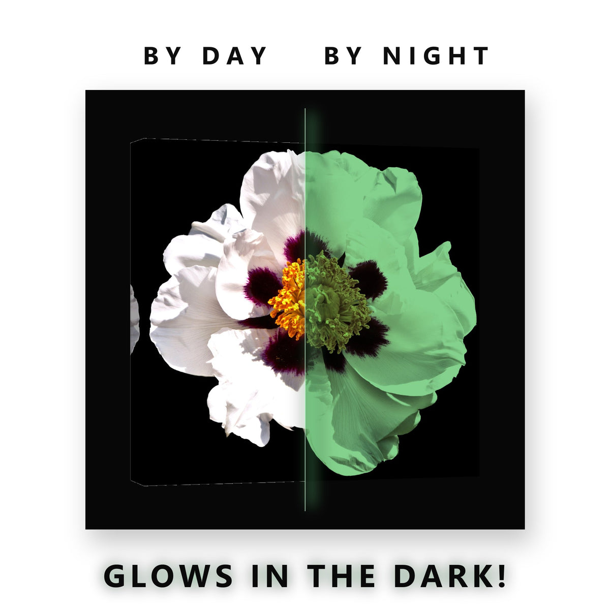 White Peony on Black Glow in the Dark Canvas Wall Art for Living Room, glowing at night