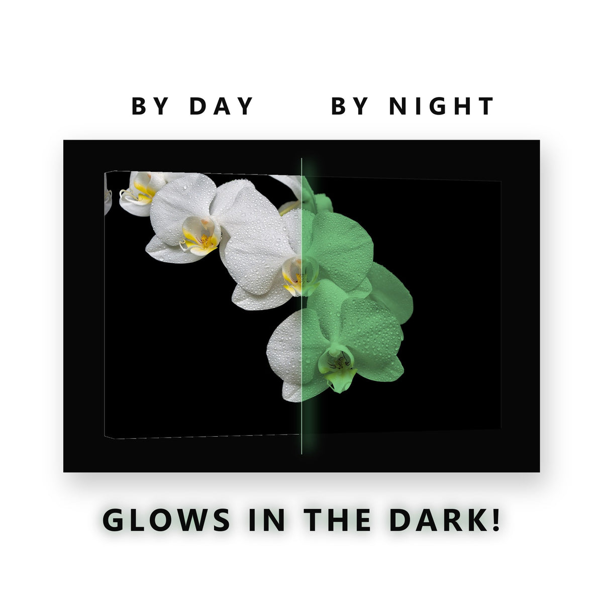 White Orchid Spray With Dew Glow in the Dark Canvas Wall Art Bedroom, glowing at night