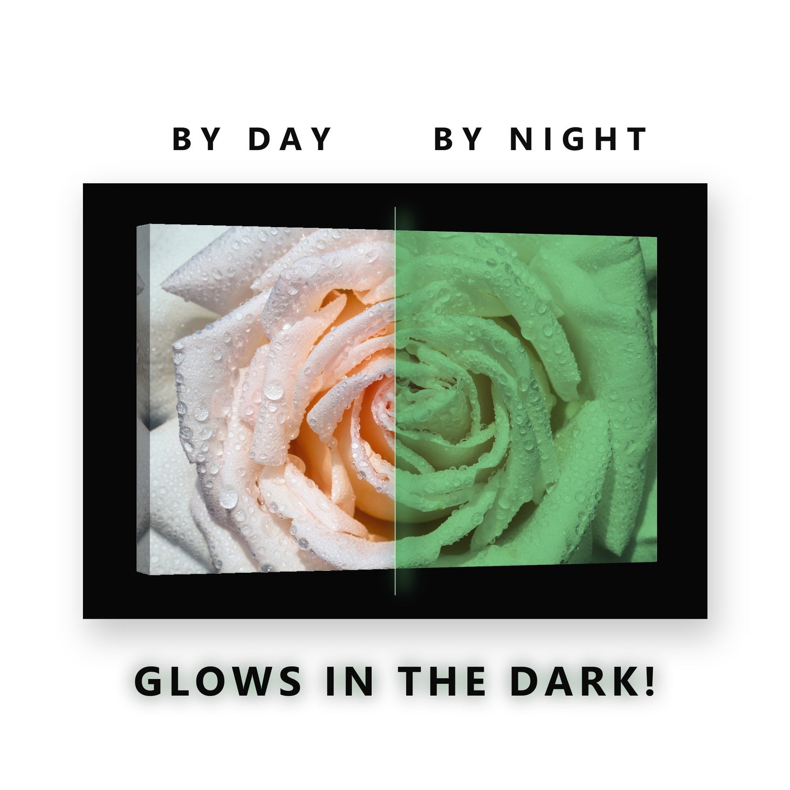 Peach Rose Macro With Dew Glow in the Dark Canvas Wall Art for Bedroom, glowing at night