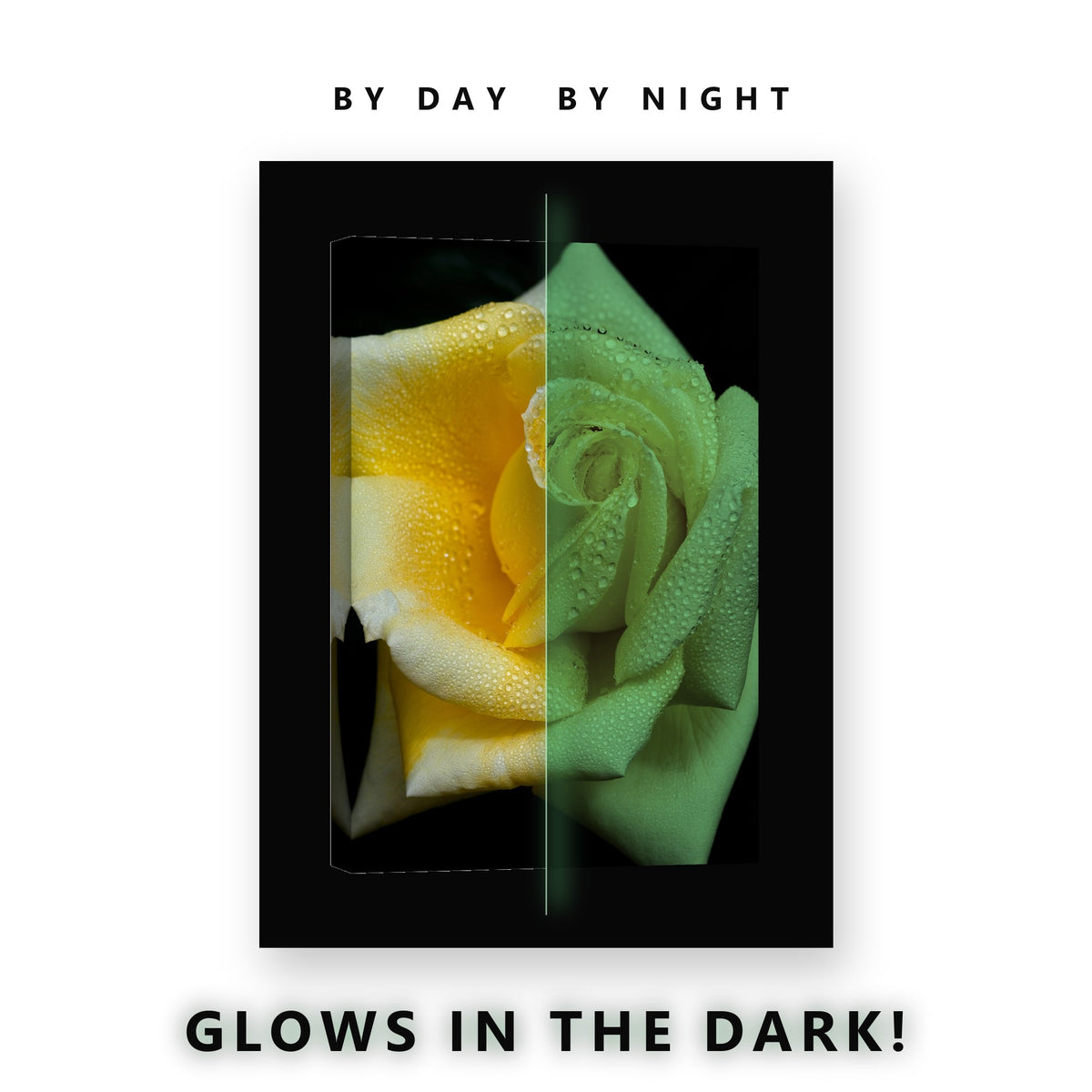 Yellow Rose With Dew Drops Glow in the Dark Canvas Wall Art Kitchen, glowing at night