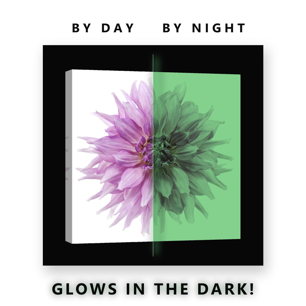 Lilac Dahlia on White Glow in the Dark Canvas Wall Art for Living Room, glowing at night