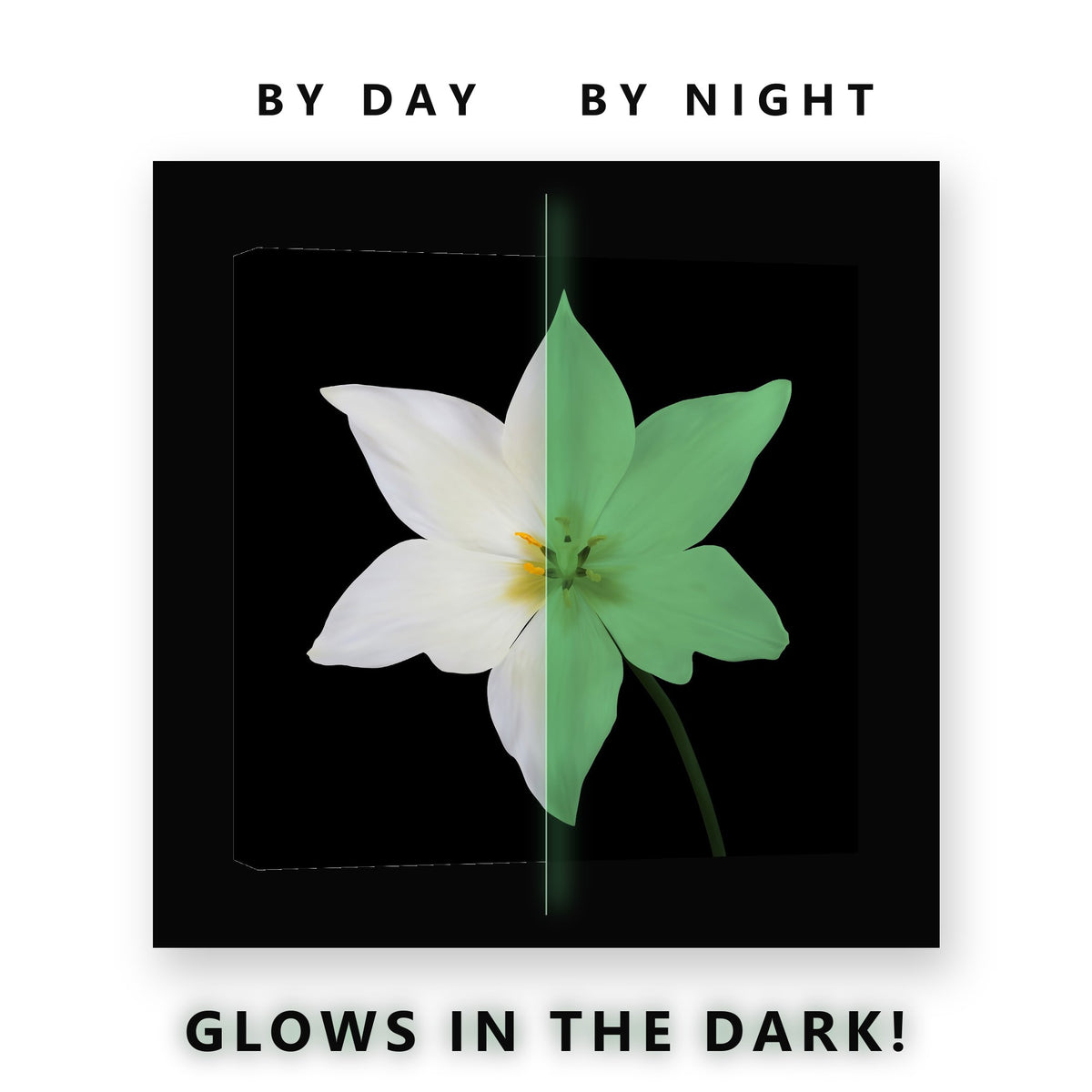 White Star Tulip on Black Glow in the Dark Canvas Wall Art for Bedroom, glowing at night