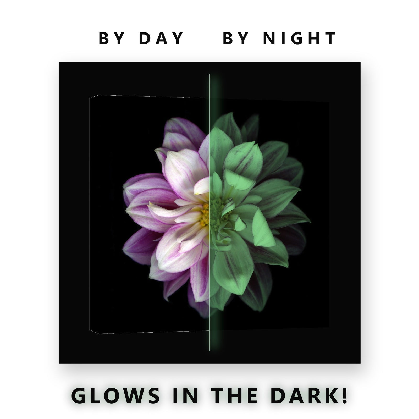 Purple and White Dahlia Glow in the Dark Canvas Wall Art for Bedroom, glowing at night