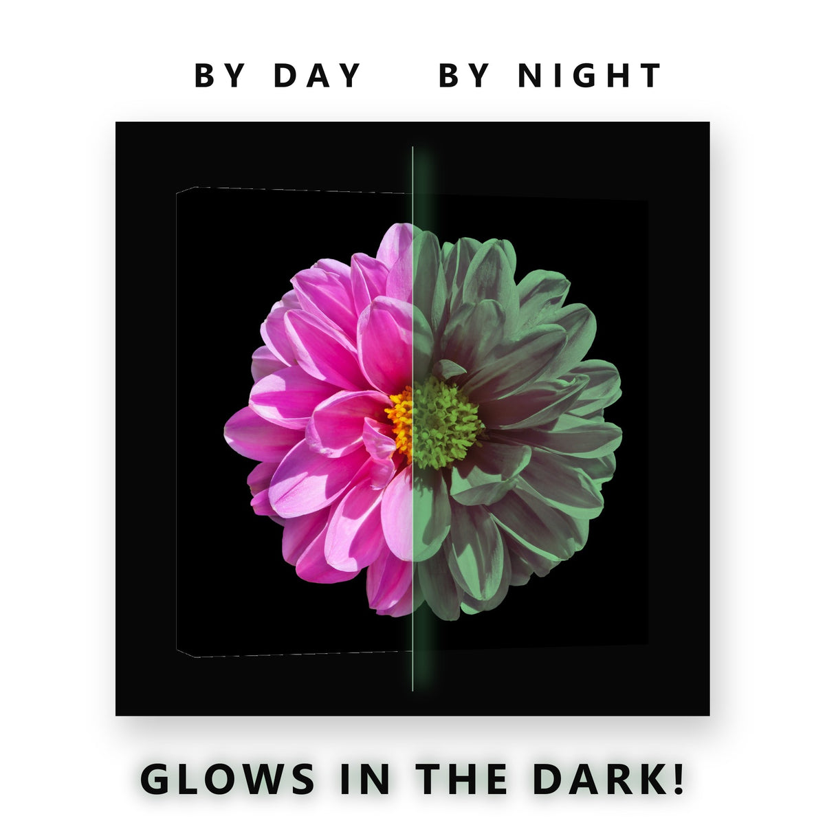 Pink Dahlia on Black Glow in the Dark Canvas Wall Art for Living Room, glowing at night