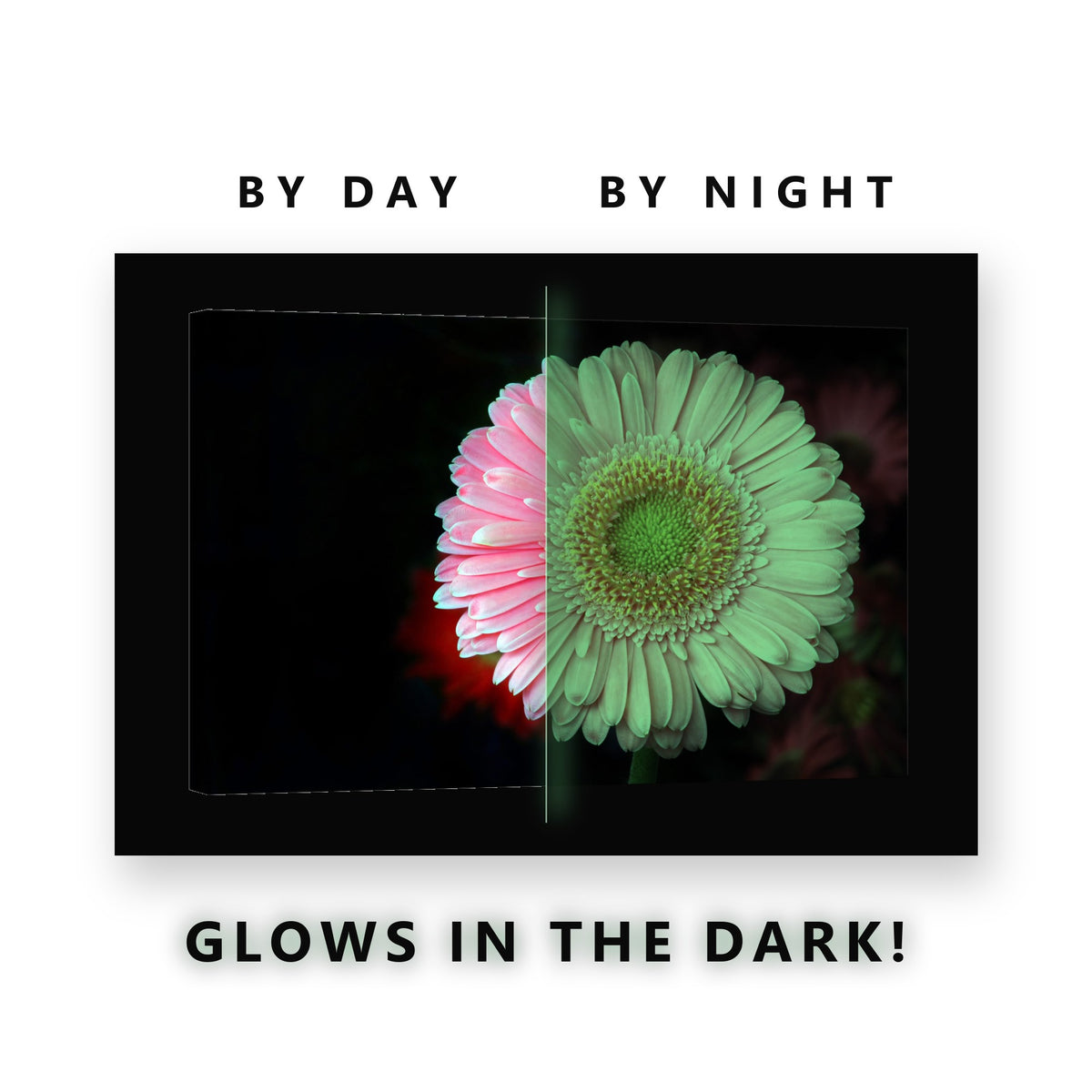 Pink Gerbera Daisy Glow in the Dark Canvas Wall Art for Living Room, glowing at night