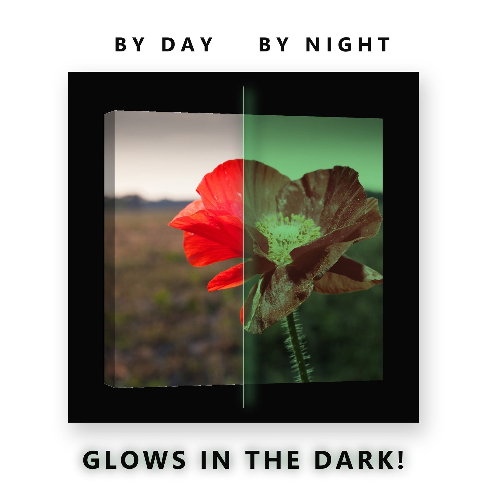 Red Poppy in the Field Glow in the Dark Canvas Wall Art Living Room, glowing at night