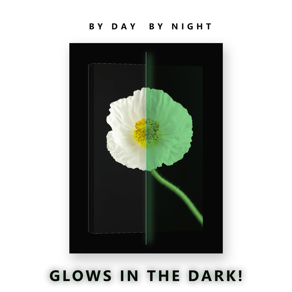 White Iceland Poppy on Black Glow in the Dark Canvas Wall Art Bedroom, glowing at night