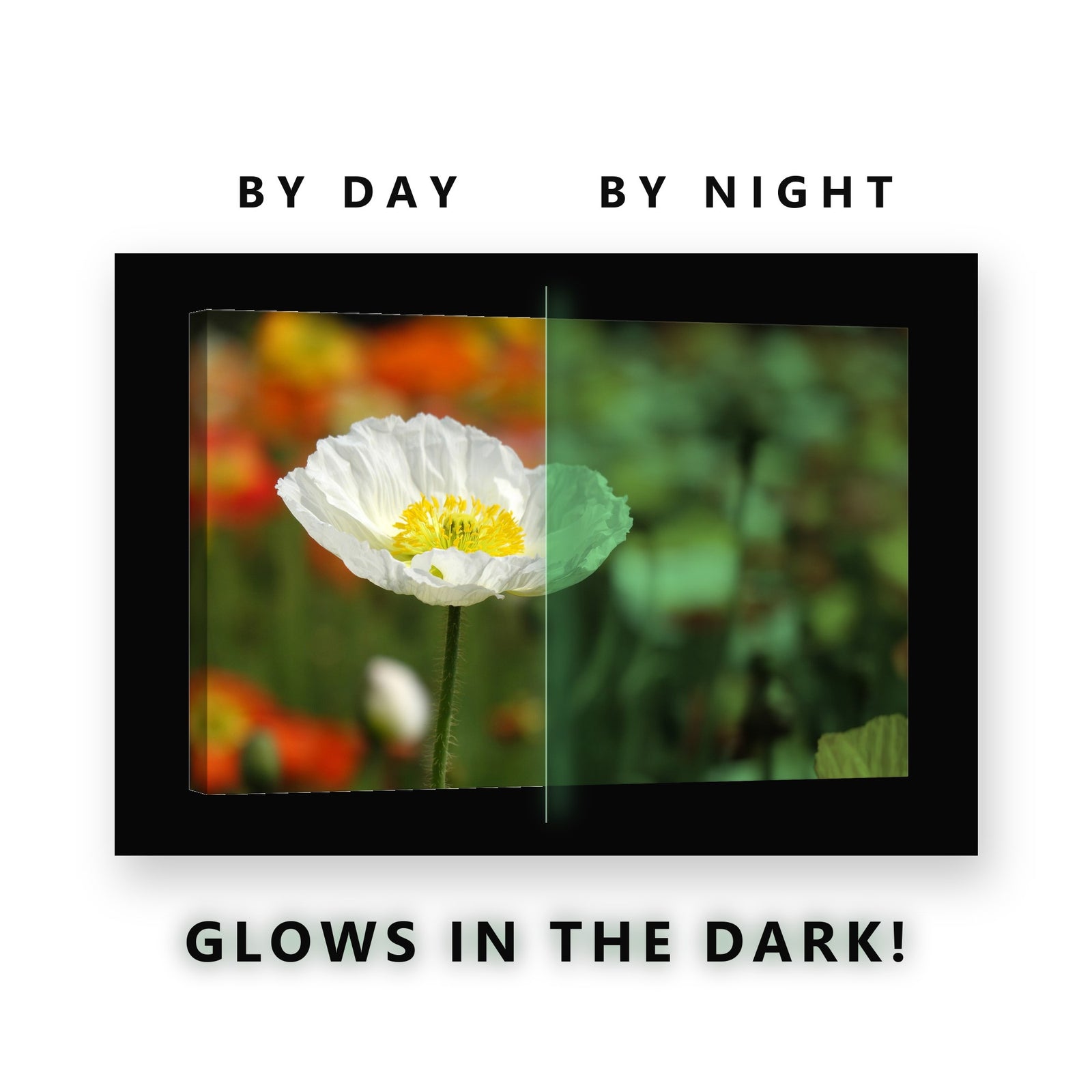 White Poppy in a Flower Field Glow in the Dark Canvas Wall Art Kitchen, glowing at night