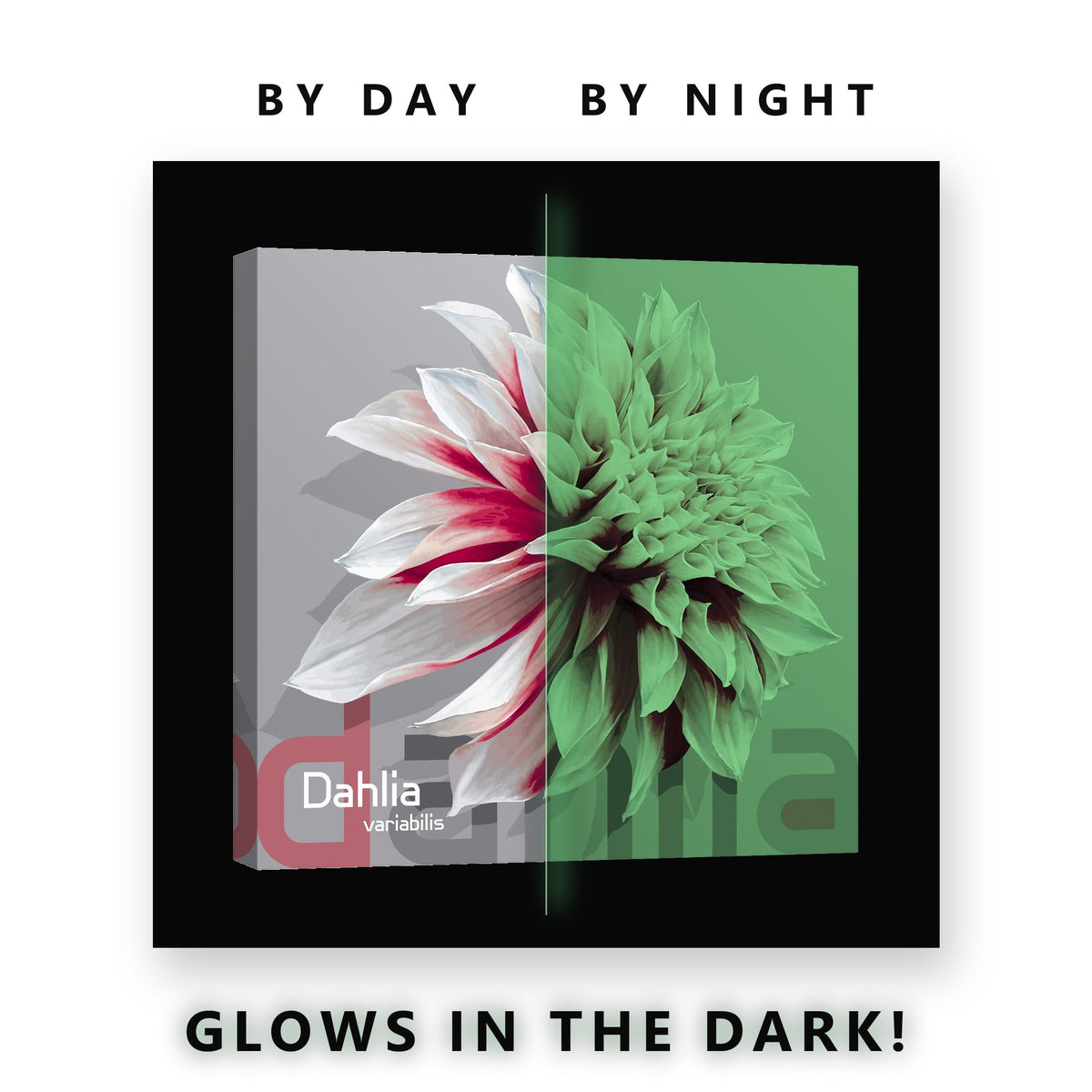 Red and White Dahlia Study Glow in the Dark Canvas Wall Art Bedroom, glowing at night