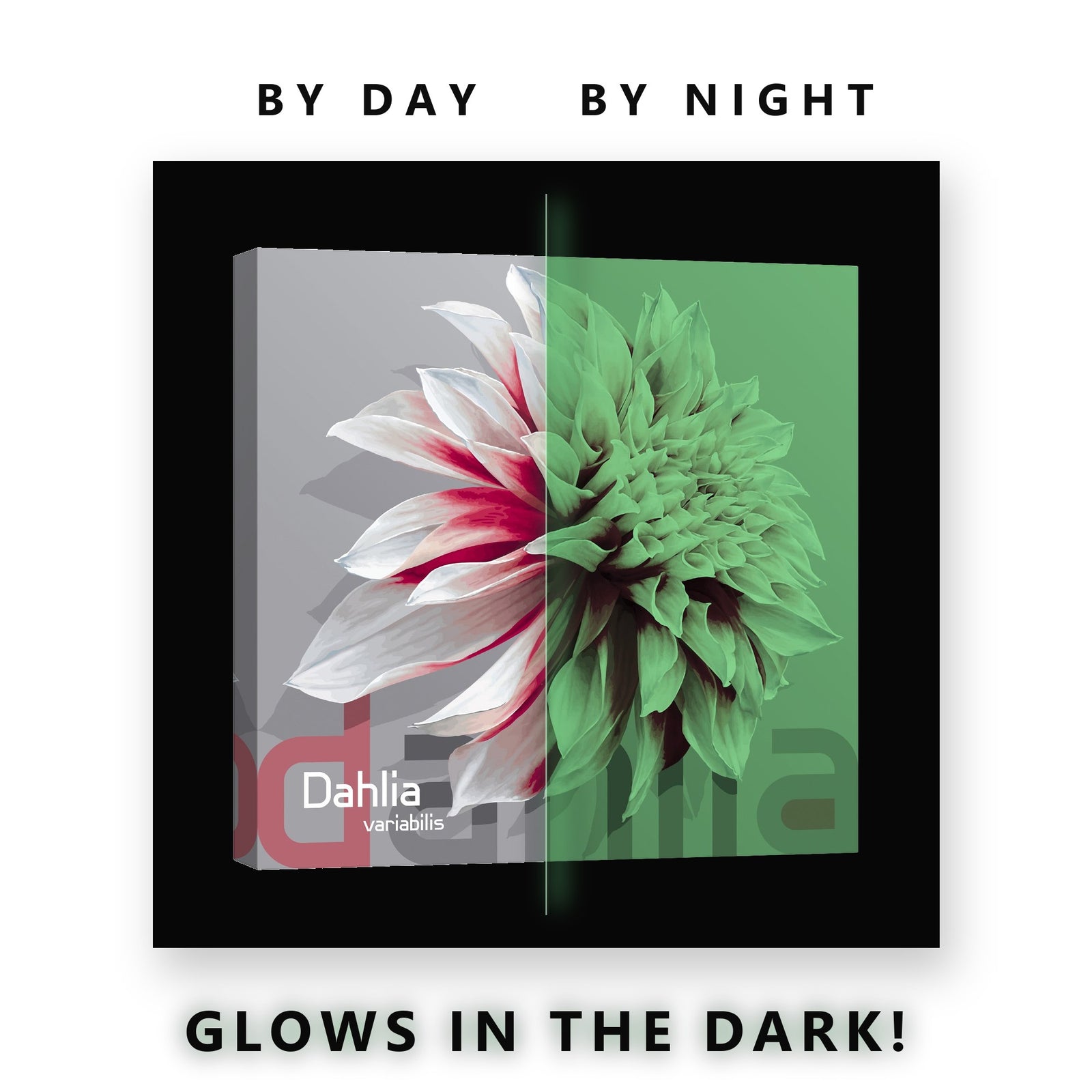 Red and White Dahlia Study Glow in the Dark Canvas Wall Art Bedroom, glowing at night