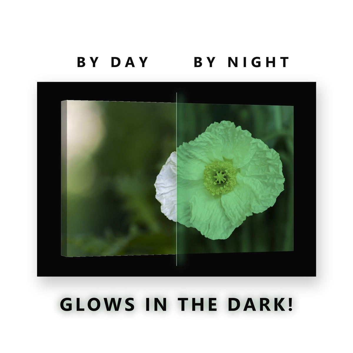 White Poppy in the Garden Glow in the Dark Canvas Wall Art for Kitchen, glowing at night