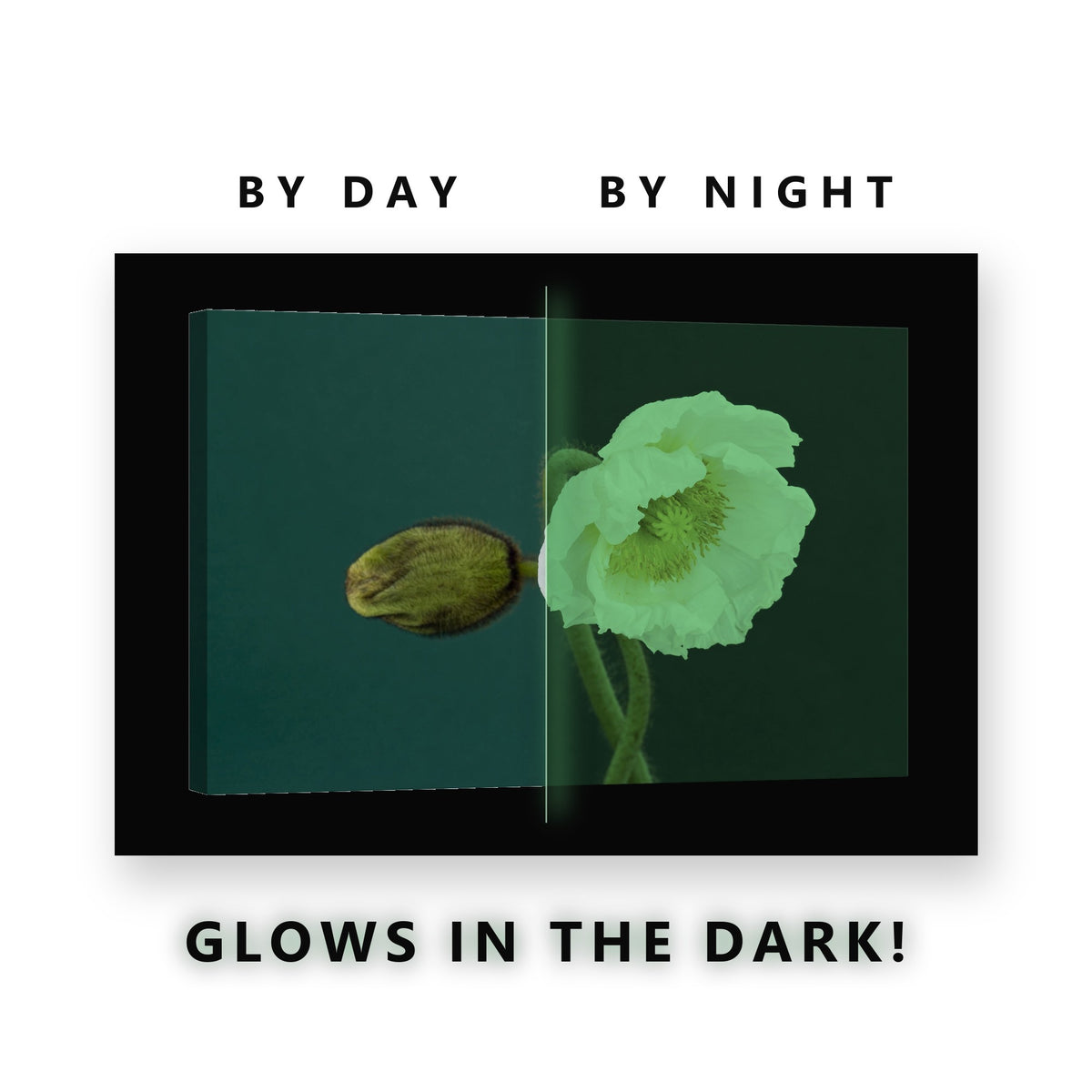 White Poppy and Bud on Teal Glow in the Dark Canvas Wall Art Living Room, glowing at night