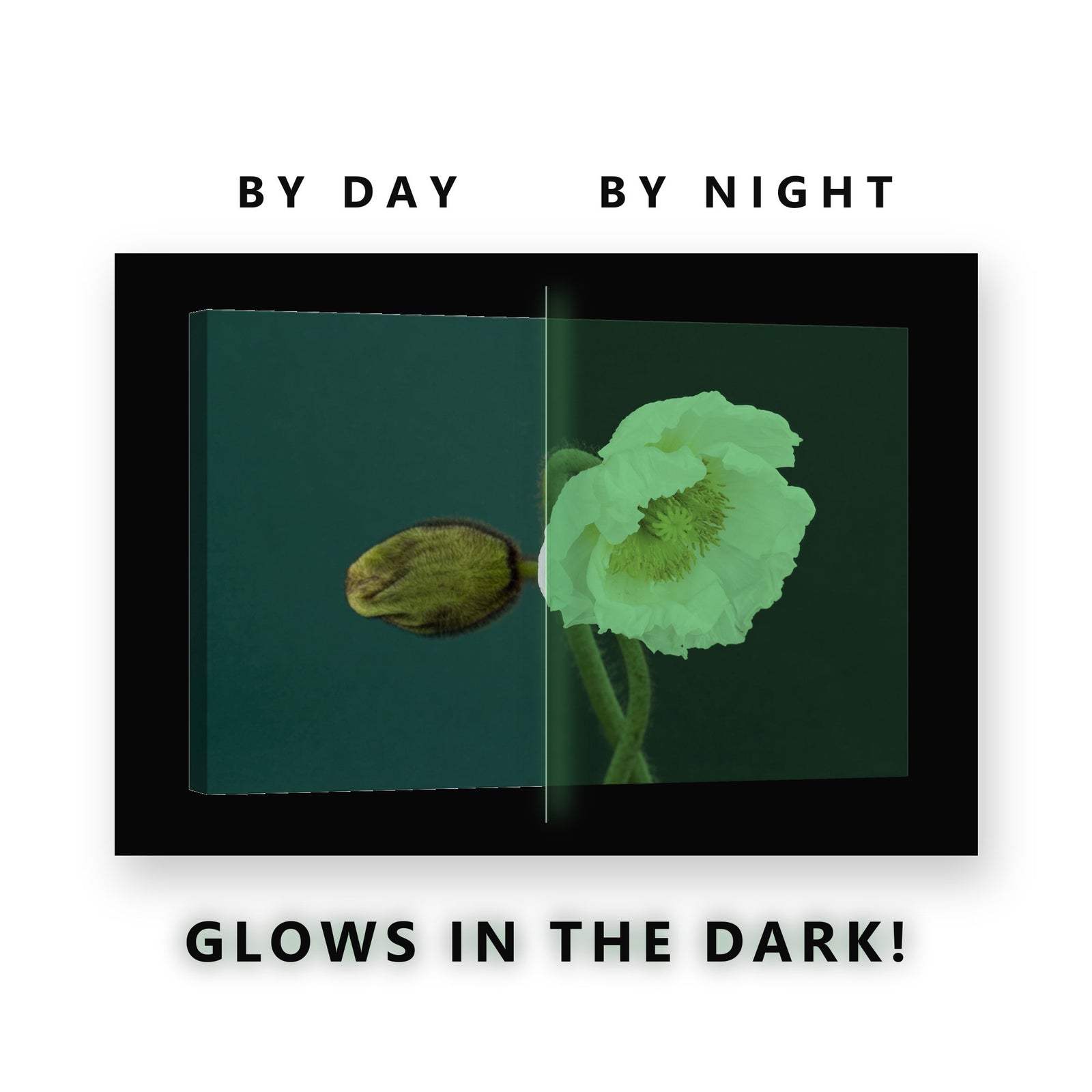 White Poppy and Bud on Teal Glow in the Dark Canvas Wall Art Living Room, glowing at night