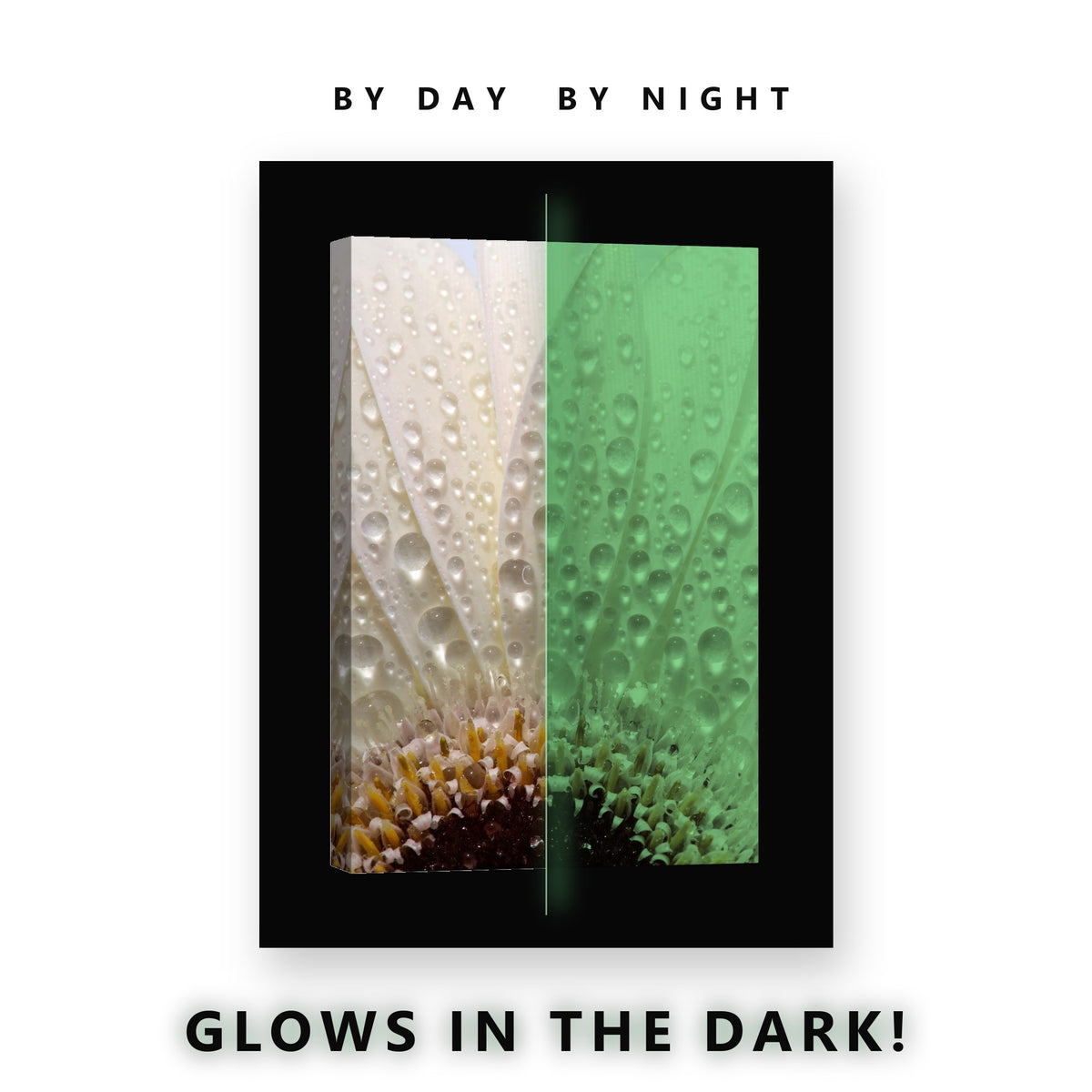 Dew on White Gerbera Petals Glow in the Dark Canvas Wall Art Bathroom, glowing at night