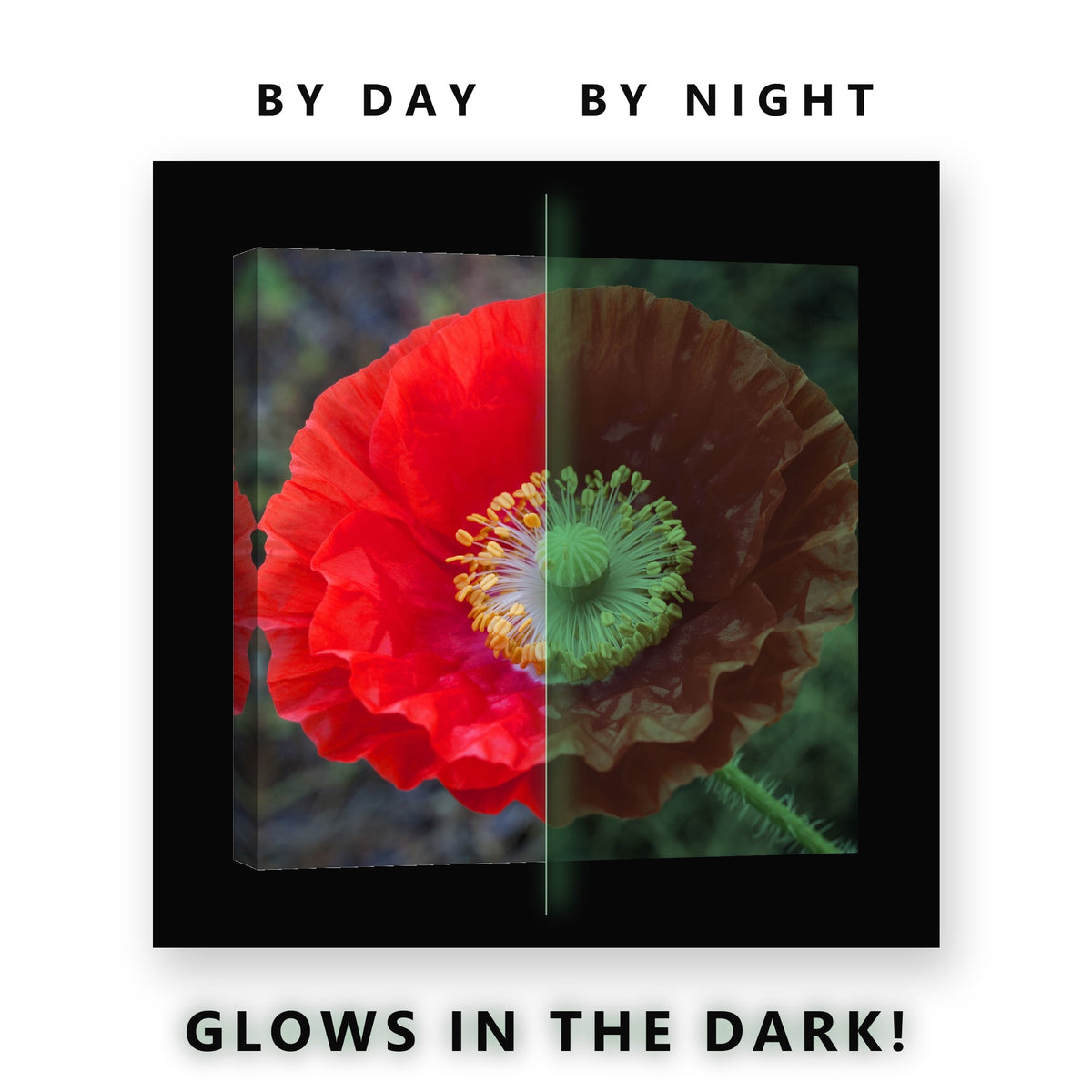 Red Poppy Flower Macro Glow in the Dark Canvas Wall Art Living Room, glowing at night