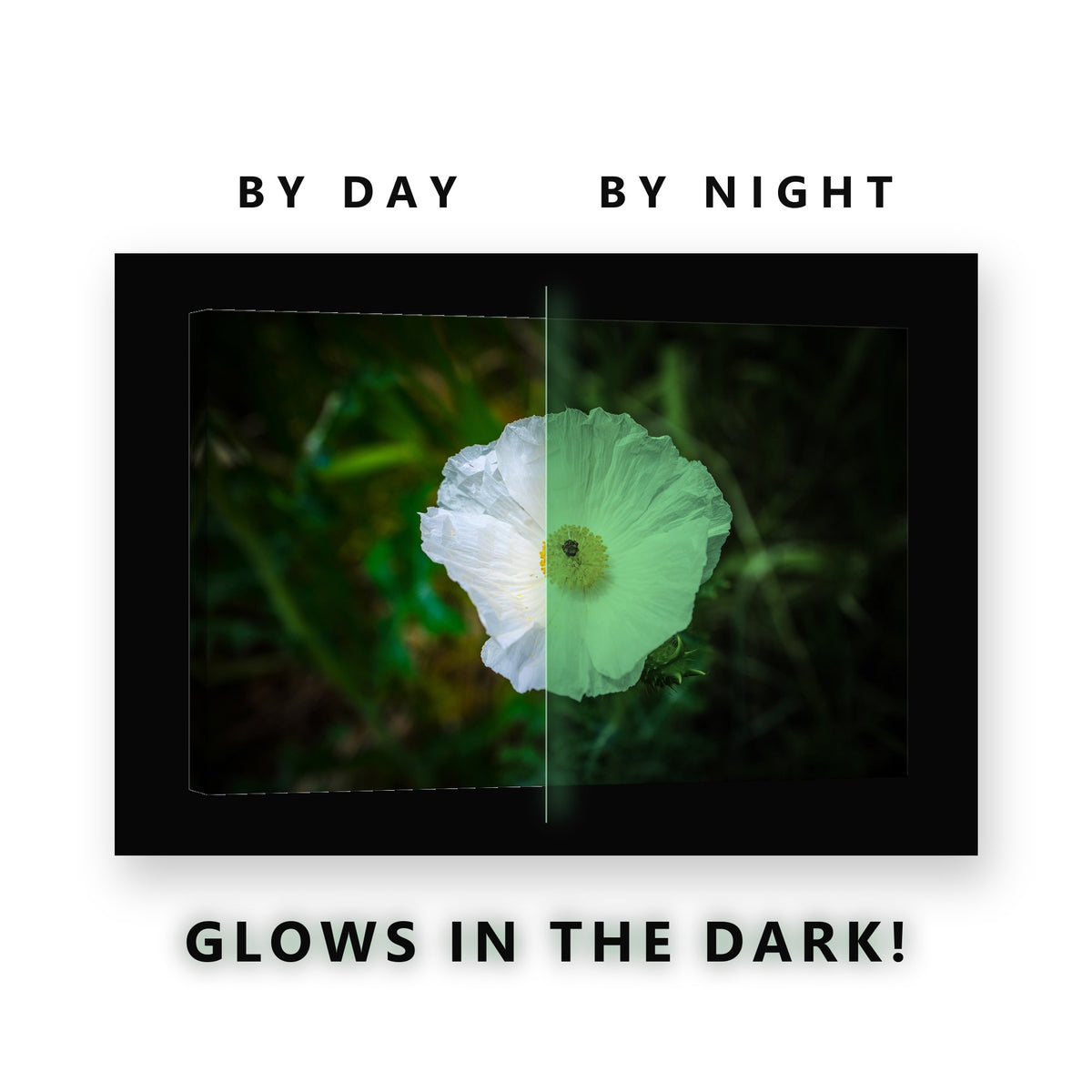 White Prickly Poppy Bloom Glow in the Dark Canvas Wall Art Kitchen, glowing at night