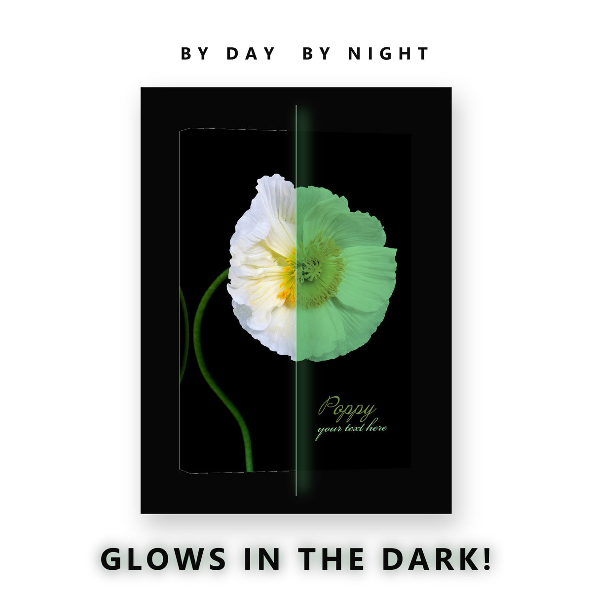 White Poppy on Black Glow in the Dark Canvas Wall Art for Living Room, glowing at night