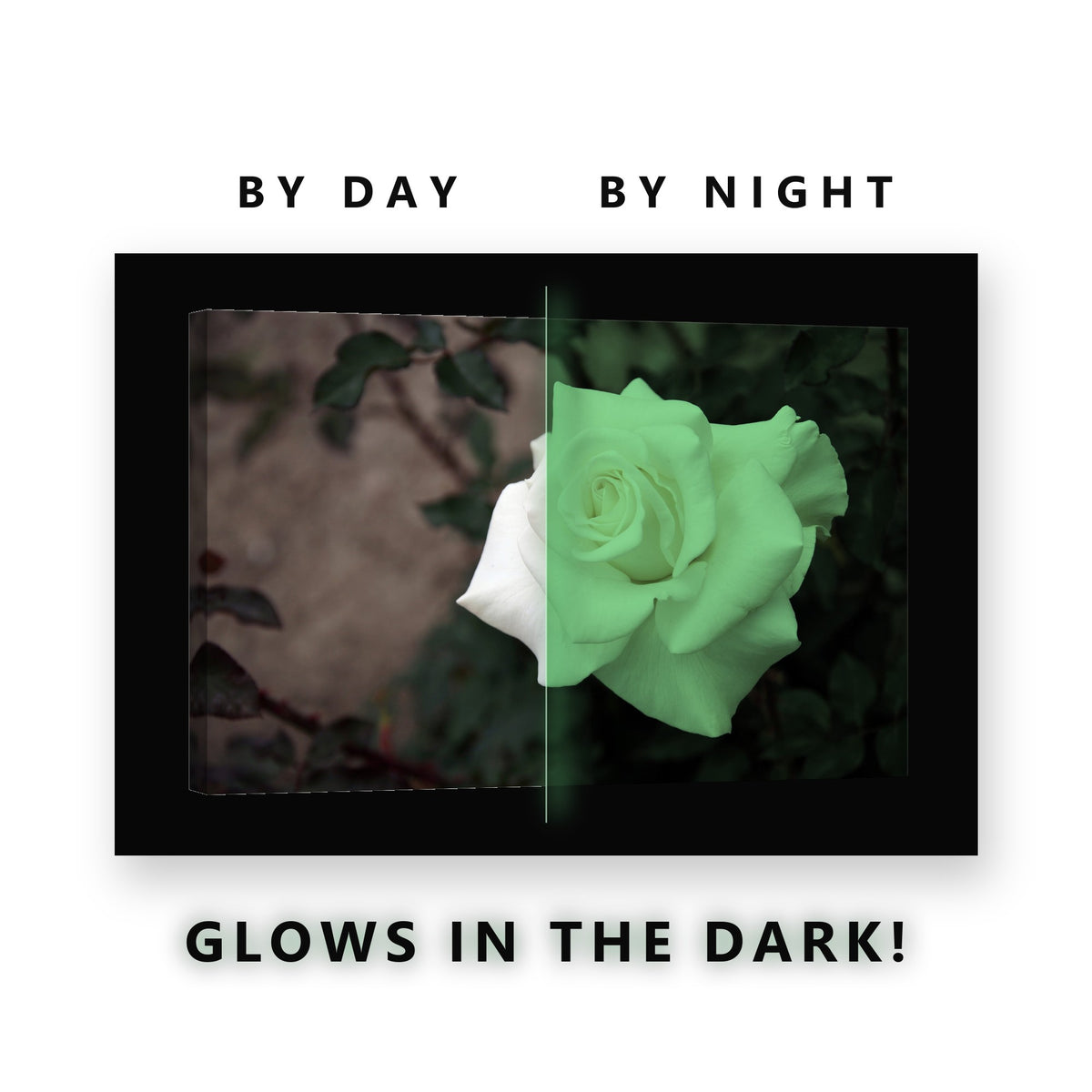 White Garden Rose Glow in the Dark Canvas Wall Art for Living Room, glowing at night