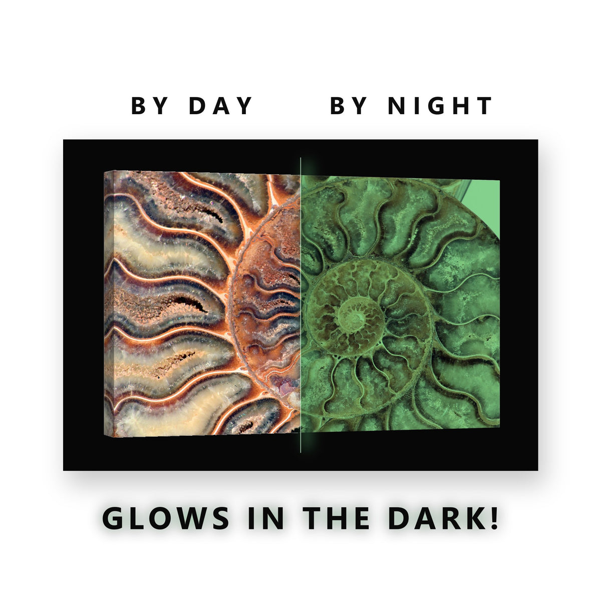 Ammonite Fossil Spiral Glow in the Dark Canvas Wall Art for Home Office, glowing at night