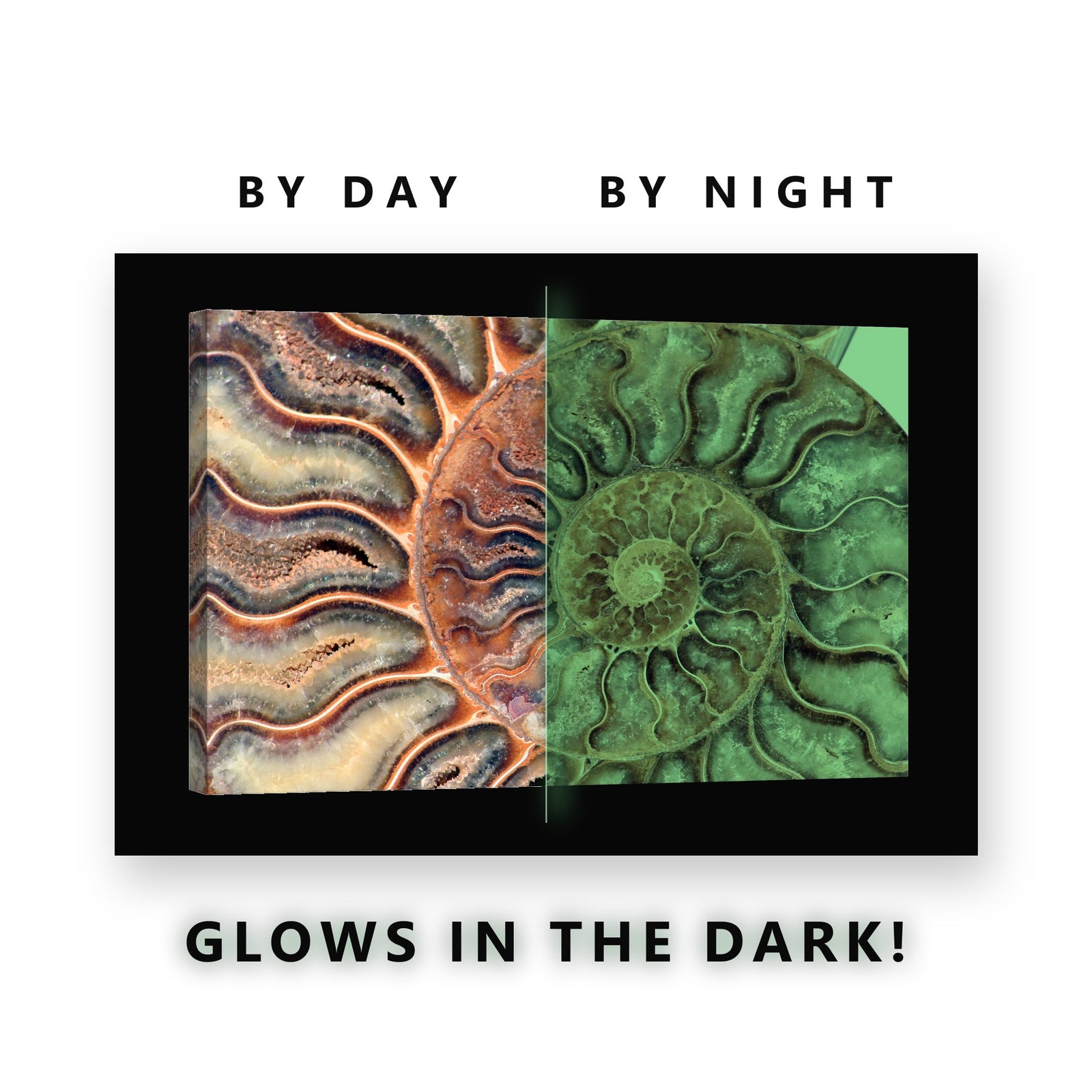 Ammonite Fossil Spiral Glow in the Dark Canvas Wall Art for Home Office, glowing at night