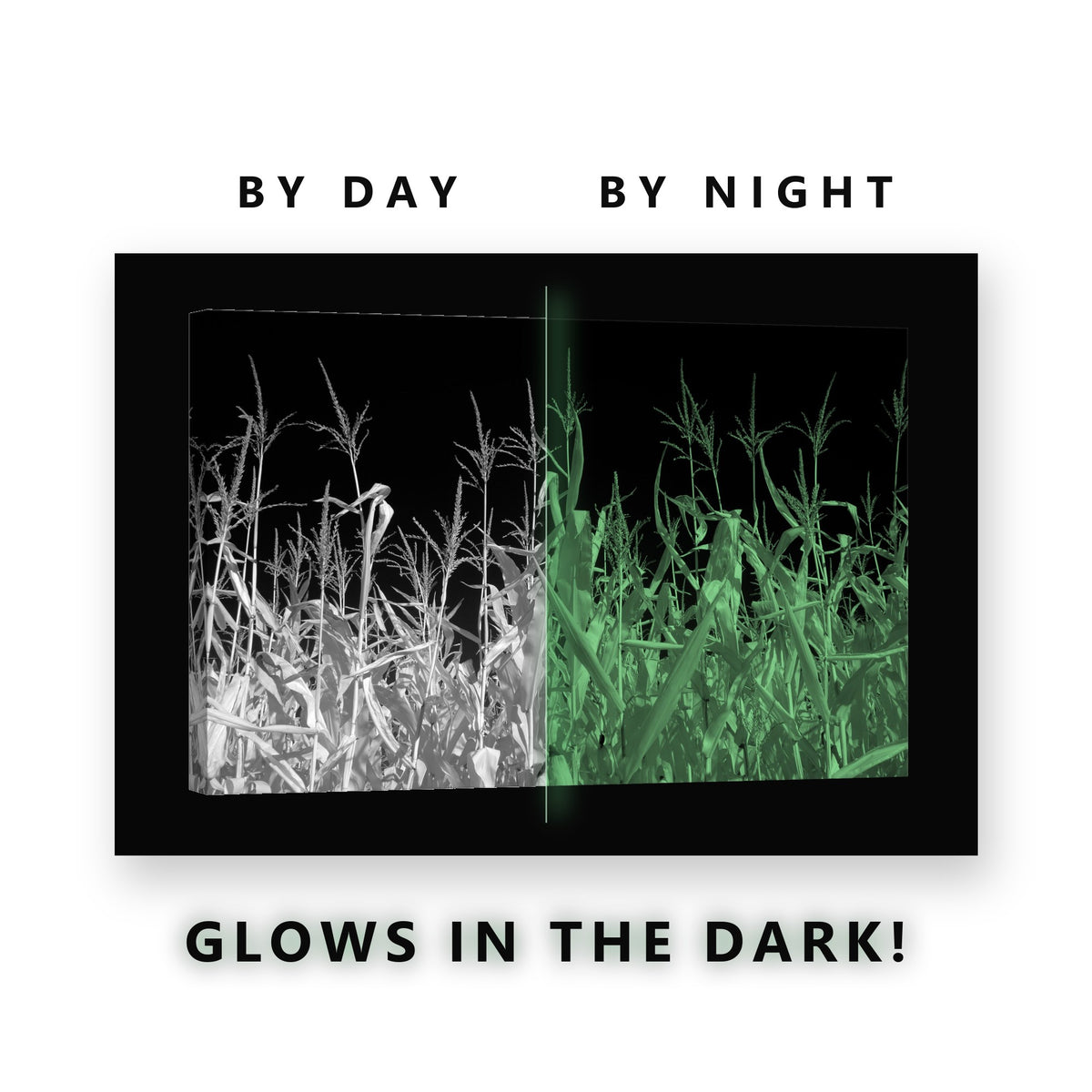 Corn Field in Black and White Glow in the Dark Canvas Wall Art Kitchen, glowing at night