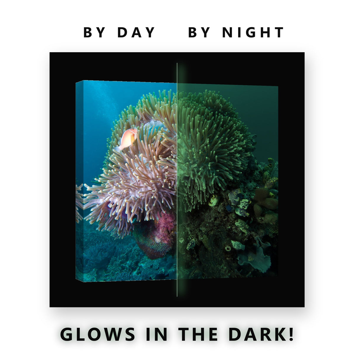 Sea Anemone and Clownfish Glow in the Dark Canvas Wall Art for Kids Room, glowing at night