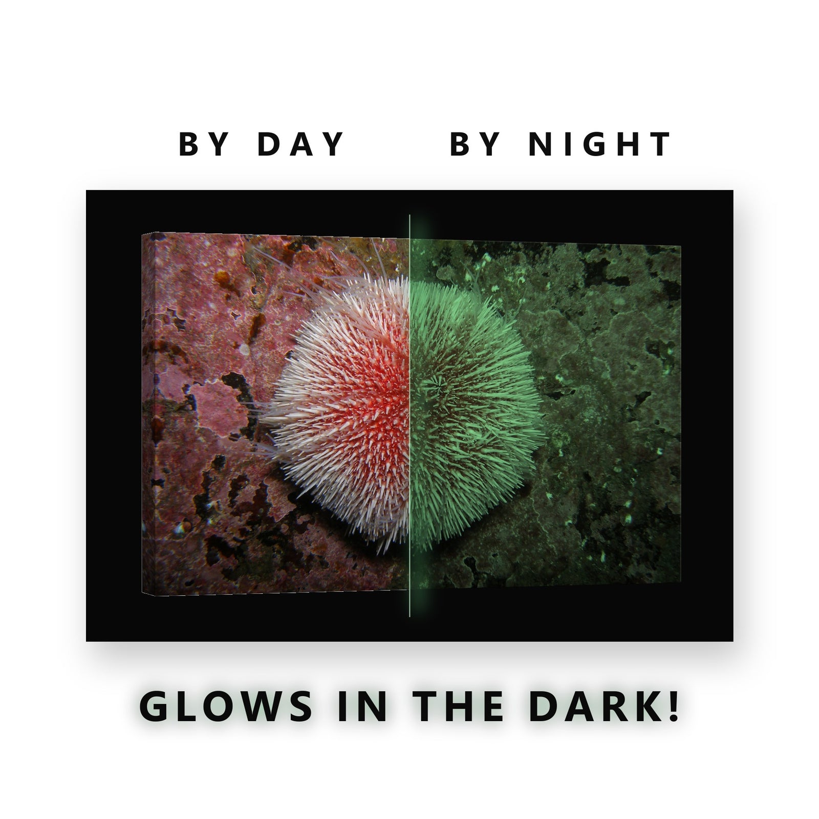 Glowing Red Sea Urchin Rock Glow in the Dark Canvas Wall Art for Bedroom, glowing at night